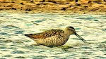 Stilt sandpiper. Adult in breeding plumage. Frampton Marsh, Lincolnshire, England, August 2018. Image © Alan Shaw by Alan Shaw.