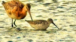 Stilt sandpiper. Adult in breeding plumage (right) with black-tailed godwit. Frampton Marsh, Lincolnshire, England, August 2018. Image © Alan Shaw by Alan Shaw.