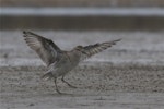 Sharp-tailed sandpiper | Kohutapu. Non-breeding adult with wings raised. Lake Ellesmere, February 2014. Image © Steve Attwood by Steve Attwood.