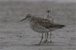 Sharp-tailed sandpiper | Kohutapu. Two non-breeding adults. Lake Ellesmere, February 2014. Image © Steve Attwood by Steve Attwood.