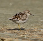 Sharp-tailed sandpiper | Kohutapu. Non-breeding adult. Foxton estuary, February 2016. Image © Imogen Warren by Imogen Warren.