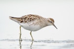 Sharp-tailed sandpiper | Kohutapu. Non-breeding adult. Miranda, January 2010. Image © Tony Whitehead by Tony Whitehead.