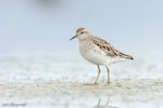 Sharp-tailed sandpiper | Kohutapu. Non-breeding adult. Miranda, Firth of Thames, January 2007. Image © Neil Fitzgerald by Neil Fitzgerald.