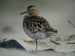 Sharp-tailed sandpiper | Kohutapu. Breeding plumage. Little Waihi estuary, Bay of Plenty, May 2013. Image © Tim Barnard by Tim Barnard.