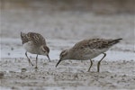 Sharp-tailed sandpiper | Kohutapu. Two non-breeding adults feeding. Lake Ellesmere, February 2014. Image © Steve Attwood by Steve Attwood.