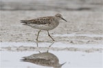 Sharp-tailed sandpiper | Kohutapu. Non-breeding adult. Lake Ellesmere, February 2014. Image © Steve Attwood by Steve Attwood.