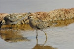 Sharp-tailed sandpiper | Kohutapu. Juvenile. Hawai`i - Island of Kaua`i, August 2008. Image © Jim Denny by Jim Denny.