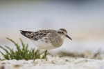 Sharp-tailed sandpiper | Kohutapu. Non-breeding adult. Kidds Beach, Manukau, January 2018. Image © Oscar Thomas by Oscar Thomas.