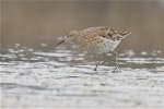 Sharp-tailed sandpiper | Kohutapu. Adult in breeding plumage, wading. Lake Ellesmere, February 2014. Image © Steve Attwood by Steve Attwood.