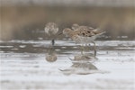 Sharp-tailed sandpiper | Kohutapu. Adult breeding in plumage. Lake Ellesmere, February 2014. Image © Steve Attwood by Steve Attwood.