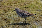 Sharp-tailed sandpiper | Kohutapu. Adult in breeding plumage. Wundi, Taiwan, May 2009. Image © Nigel Voaden by Nigel Voaden.