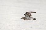 Sharp-tailed sandpiper | Kohutapu. Non-breeding adult in flight. Kidds Beach, Manukau, January 2018. Image © Oscar Thomas by Oscar Thomas.