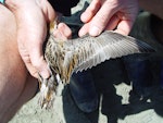 Sharp-tailed sandpiper | Kohutapu. Dorsal view of bird in the hand. Manawatu River estuary, November 2009. Image © Graeme Taylor by Graeme Taylor.