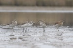 Sharp-tailed sandpiper | Kohutapu. Mixed flock of 2 adult sharp-tailed and 2 curlew sandpipers, with juvenile sharp-tailed sandpiper on right. Lake Ellesmere, February 2014. Image © Steve Attwood by Steve Attwood.