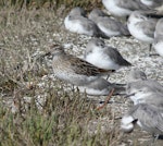 Sharp-tailed sandpiper | Kohutapu. Non-breeding adult with wrybill flock. Miranda, March 2009. Image © Craig Steed by Craig Steed.