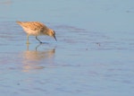 Sharp-tailed sandpiper | Kohutapu. Adult feeding. Manawatu River estuary, November 2011. Image © Alex Scott by Alex Scott.