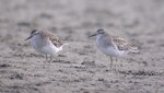 Sharp-tailed sandpiper | Kohutapu. Pair in non-breeding plumage. Little Waihi estuary, January 2006. Image © Tim Barnard by Tim Barnard.