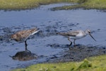 Sharp-tailed sandpiper | Kohutapu. Breeding plumage bird with Terek sandpiper on right. Wundi, Taiwan, May 2009. Image © Nigel Voaden by Nigel Voaden.