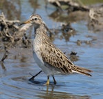 Pectoral sandpiper. Adult in non-breeding plumage. Tolderol Game Reserve, South Australia, January 2018. Image © John Fennell by John Fennell.