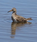 Pectoral sandpiper. Adult in non-breeding plumage. Tolderol Game Reserve, South Australia, January 2018. Image © John Fennell by John Fennell.