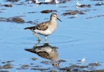 Pectoral sandpiper. Adult. Westshore Wildlife Reserve, Napier, February 2009. Image © Dick Porter by Dick Porter.