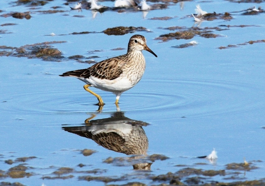 Pectoral sandpiper. Adult. Westshore Wildlife Reserve, Napier, February 2009. Image © Dick Porter by Dick Porter.