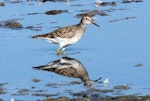 Pectoral sandpiper. Adult. Westshore Wildlife Reserve, February 2009. Image © Dick Porter by Dick Porter.