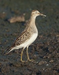 Pectoral sandpiper. Non-breeding adult bird. Manhattan, Kansas, September 2014. Image © David A. Rintoul by David A. Rintoul.