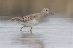 Pectoral sandpiper. Non-breeding adult wading. Lake Ellesmere, February 2014. Image © Steve Attwood by Steve Attwood.