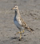 Pectoral sandpiper. Adult. Tolderol Game Reserve, South Australia, February 2018. Image © John Fennell by John Fennell.