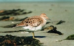 Pectoral sandpiper. Adult. Manawatu River estuary, November 1998. Image © Alex Scott by Alex Scott.