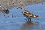 Pectoral sandpiper. Adult in non-breeding plumage. Tolderol Game Reserve, South Australia, January 2018. Image © John Fennell by John Fennell.