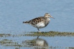 Pectoral sandpiper. Adult. Lake Wairarapa, February 2012. Image © Duncan Watson by Duncan Watson.