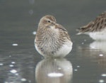 Pectoral sandpiper. Adult. Little Waihi estuary, Bay of Plenty, April 2013. Image © Tim Barnard by Tim Barnard.