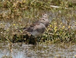 Pectoral sandpiper. Non-breeding adults. Lake Ellesmere, December 2010. Image © Duncan Watson by Duncan Watson.