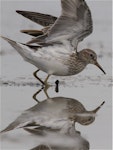 Pectoral sandpiper. Non-breeding adult with wings raised. Lake Ellesmere, February 2014. Image © Steve Attwood by Steve Attwood.