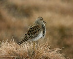 Pectoral sandpiper. Adult male in breeding plumage. Chukchi Sea coast, North Chukotka, May 2011. Image © Sergey Golubev by Sergey Golubev.