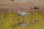 Pectoral sandpiper. Adult non-breeding. Hawai`i - Island of Kaua`i, August 2017. Image © Jim Denny by Jim Denny.