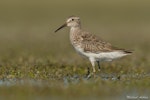 Pectoral sandpiper. New Zealand's first Cox's sandpiper (hybrid pectoral x curlew sandpiper). Lake Ellesmere, November 2016. Image © Michael Ashbee by Michael Ashbee.