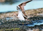 Pectoral sandpiper. Adult with wings raised. Manawatu River estuary, November 1998. Image © Alex Scott by Alex Scott.