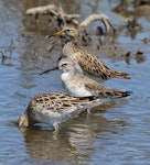 Pectoral sandpiper. Adult in non-breeding plumage (rear) with curlew sandpiper and sharp-tailed sandpiper (latter with head in water). Tolderol Game Reserve, South Australia, January 2018. Image © John Fennell by John Fennell.