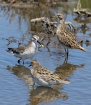 Pectoral sandpiper. Adult in non-breeding plumage (right rear) with curlew sandpiper (left) and sharp-tailed sandpiper. Tolderol Game Reserve, South Australia, January 2018. Image © John Fennell by John Fennell.