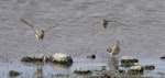 Pectoral sandpiper. Ventral view of landing birds. Western Treatment Plant, Werribee, Victoria, Australia, September 2008. Image © Sonja Ross by Sonja Ross.