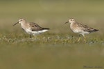 Pectoral sandpiper. Cox's sandpiper (left) with sharp-tailed sandpiper. Lake Ellesmere, November 2016. Image © Michael Ashbee by Michael Ashbee.