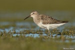 Pectoral sandpiper. New Zealand's first Cox's sandpiper (hybrid pectoral x curlew sandpiper). Lake Ellesmere, November 2016. Image © Michael Ashbee by Michael Ashbee.