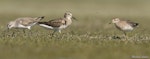 Pectoral sandpiper. Cox's sandpiper (middle) with curlew sandpiper (left) and sharp-tailed sandpiper. Lake Ellesmere, November 2016. Image © Michael Ashbee by Michael Ashbee.