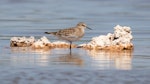 Baird's sandpiper. Non-breeding adult. Lake Walyungup, Western Australia, March 2019. Image © Chris Young 2019 birdlifephotography.org.au by Chris Young.