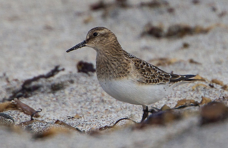 Baird's sandpiper. Adult. Iceland, October 2012. Image © Ómar Runólfsson by Ómar Runólfsson.