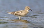 Baird's sandpiper. Adult non-breeding. Victoria, B.C., September 2009. Image © Michael Ashbee by Michael Ashbee.