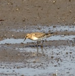 Baird's sandpiper. Fall-plumaged bird. Manhattan, Kansas, USA, August 2017. Image © David Rintoul by David Rintoul.